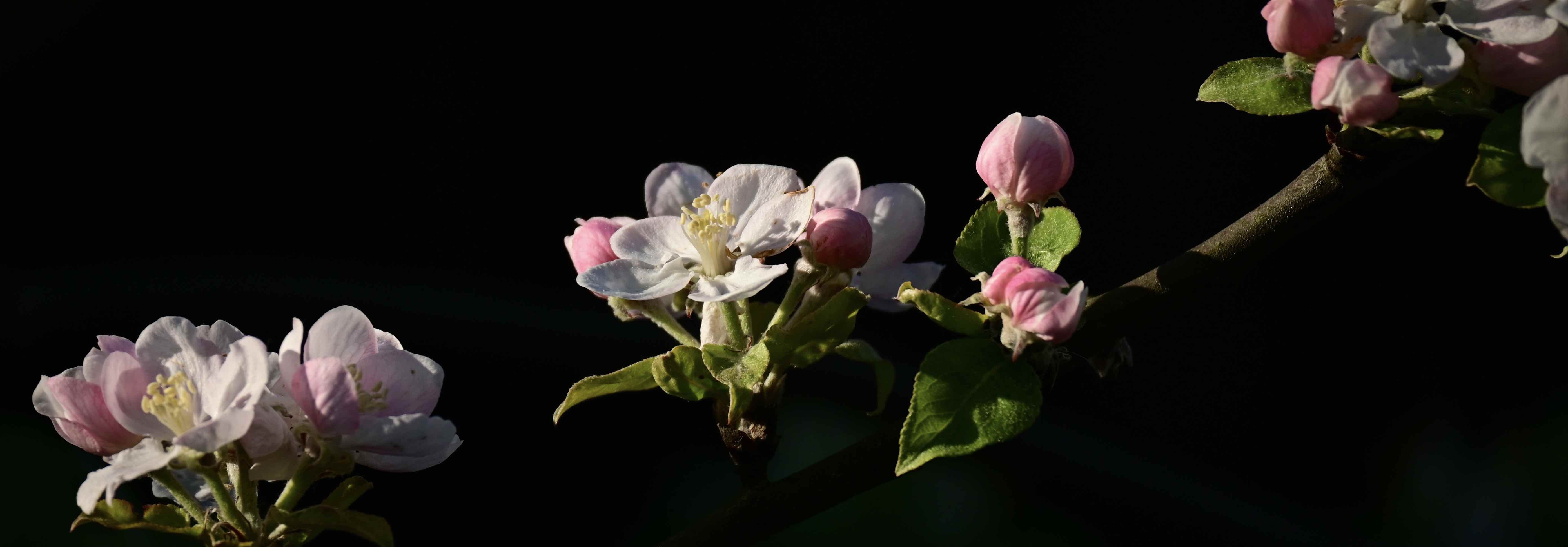 panoramabild mit apfelblüten