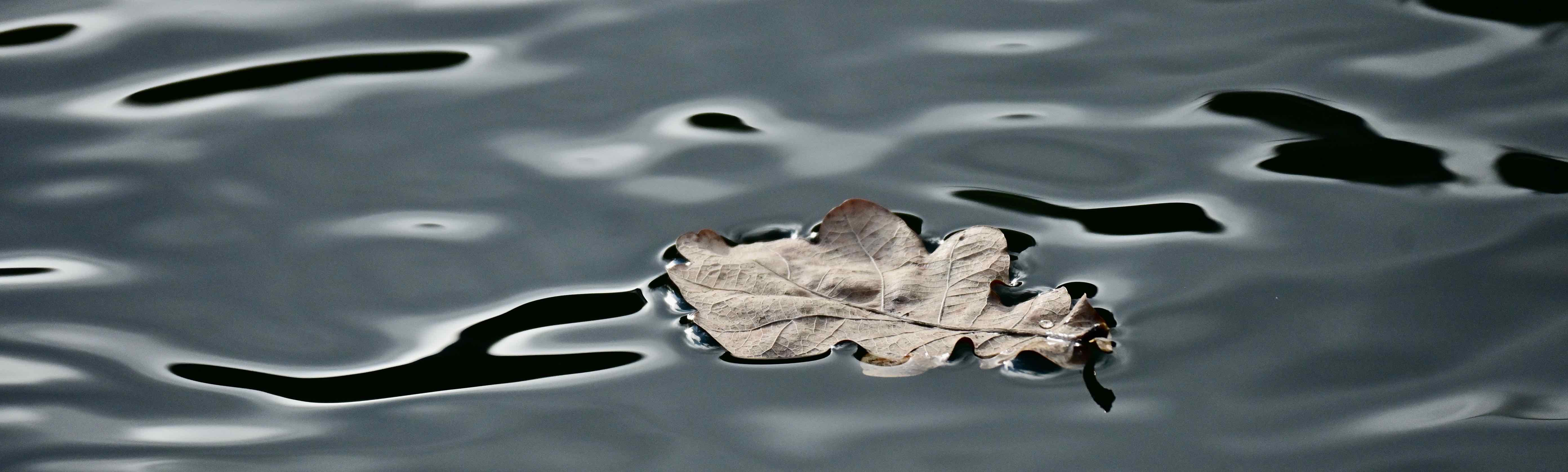 panoramabild eichenblatt auf wasseroberfläche